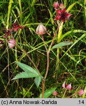 Comarum palustre (siedmiopalecznik błotny)