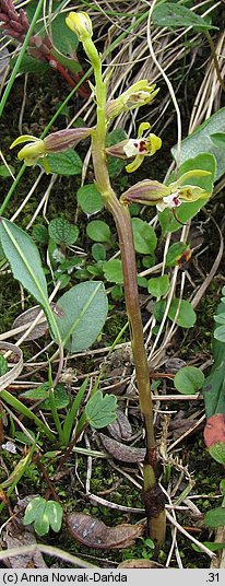 Corallorhiza trifida (żłobik koralowy)