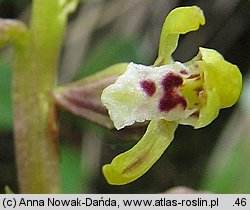 Corallorhiza trifida (żłobik koralowy)