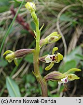 Corallorhiza trifida (żłobik koralowy)