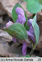 Corydalis intermedia (kokorycz wątła)