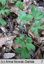 Corydalis intermedia (kokorycz wątła)