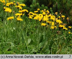 Crepis conyzifolia (pępawa wielkokwiatowa)