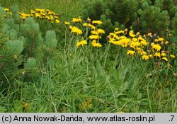 Crepis conyzifolia (pępawa wielkokwiatowa)