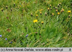 Crepis conyzifolia (pępawa wielkokwiatowa)