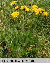 Crepis conyzifolia (pępawa wielkokwiatowa)