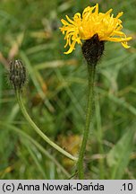 Crepis conyzifolia (pępawa wielkokwiatowa)