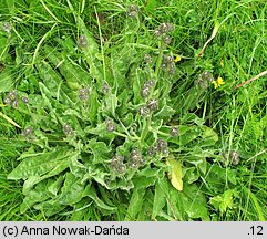 Crepis conyzifolia