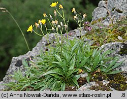 Crepis jacquinii (pępawa Jacquina)