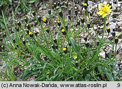 Crepis jacquinii (pępawa Jacquina)