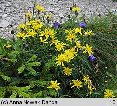 Crepis jacquinii