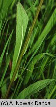 Crepis succisifolia (pępawa czarcikęsolistna)