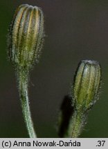 Crepis succisifolia (pępawa czarcikęsolistna)