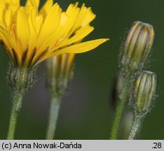 Crepis succisifolia (pępawa czarcikęsolistna)