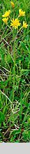 Crepis praemorsa (pępawa różyczkolistna)