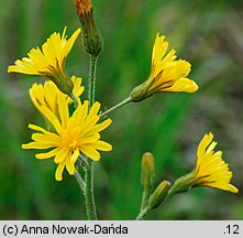 Crepis praemorsa (pępawa różyczkolistna)