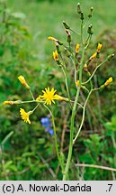 Crepis praemorsa (pępawa różyczkolistna)