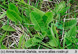 Crepis praemorsa (pępawa różyczkolistna)