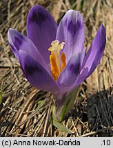 Crocus scepusiensis (krokus spiski)