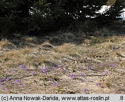 Crocus scepusiensis (krokus spiski)