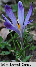 Crocus scepusiensis (krokus spiski)