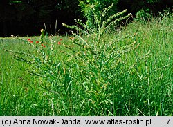 Cynoglossum officinale (ostrzeń pospolity)