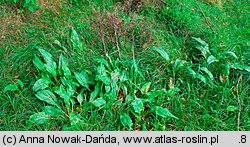 Cynoglossum officinale (ostrzeń pospolity)