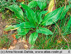 Cynoglossum officinale (ostrzeń pospolity)