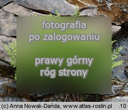 Cystopteris alpina (paprotnica królewska)