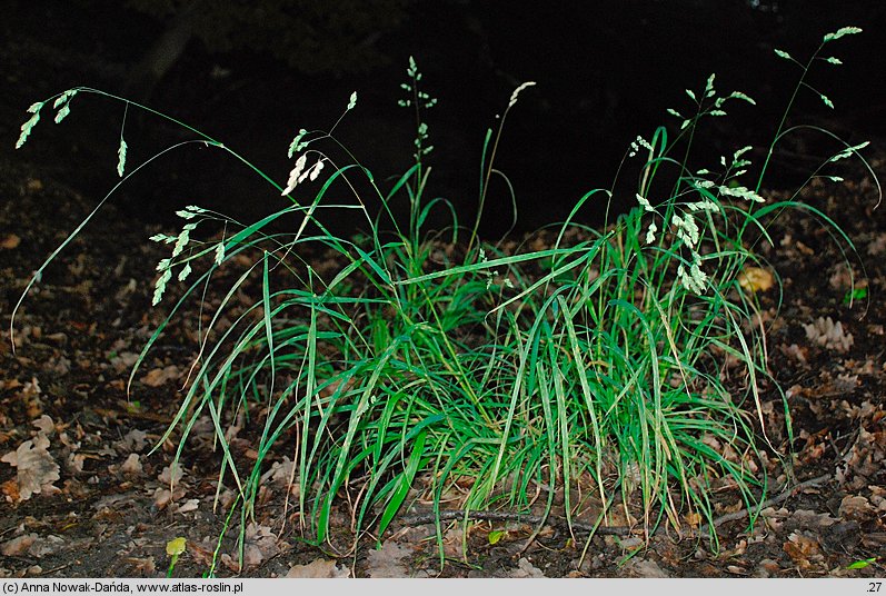 Dactylis aschersoniana