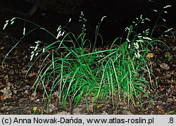 Dactylis aschersoniana