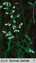 Dactylis aschersoniana