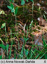 Danthonia decumbens