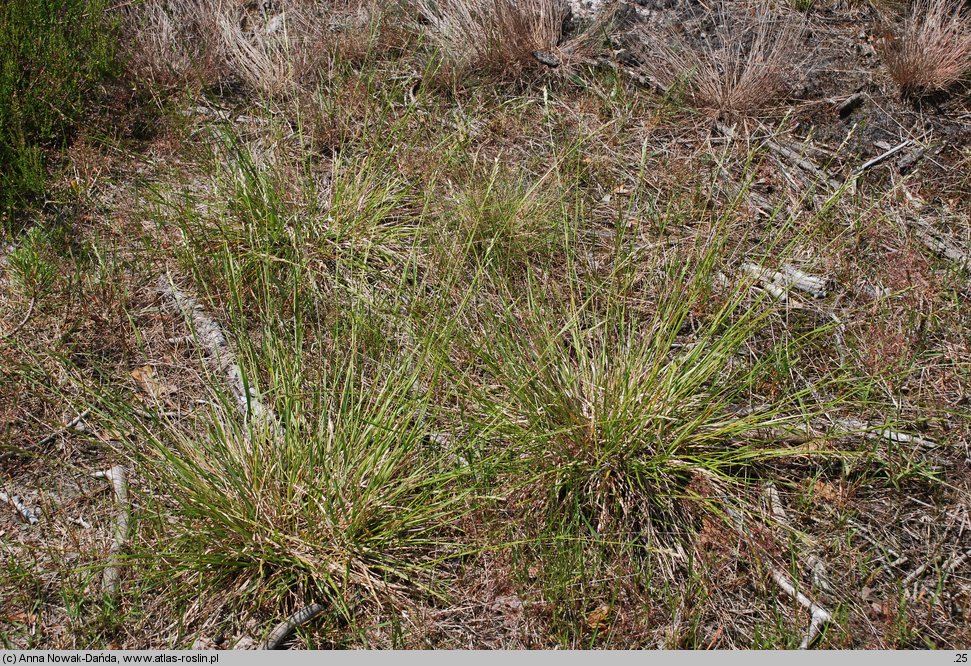 Danthonia decumbens (izgrzyca przyziemna)