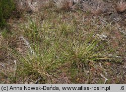 Danthonia decumbens (izgrzyca przyziemna)