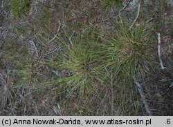 Danthonia decumbens (izgrzyca przyziemna)