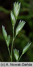 Danthonia decumbens (izgrzyca przyziemna)