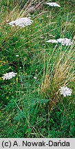 Daucus carota (marchew zwyczajna)