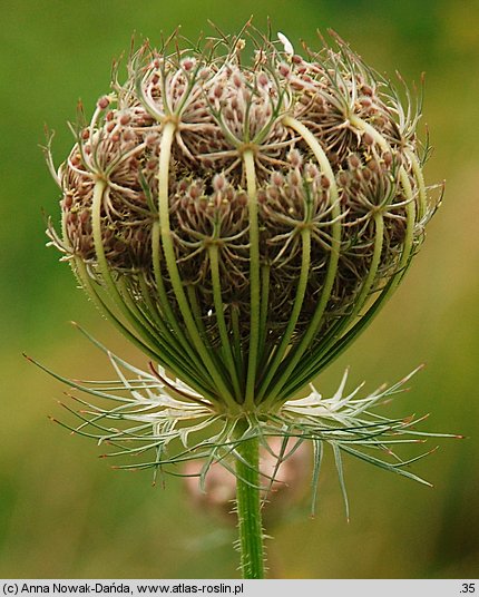 Daucus carota (marchew zwyczajna)