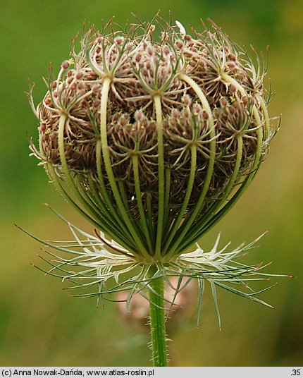 Daucus carota (marchew zwyczajna)