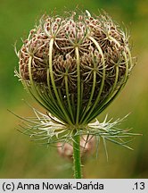 Daucus carota (marchew zwyczajna)