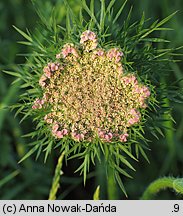 Daucus carota (marchew zwyczajna)