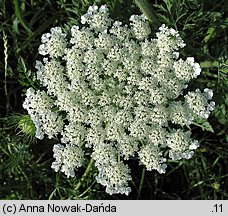 Daucus carota (marchew zwyczajna)