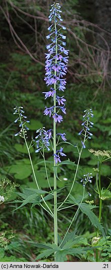 Delphinium elatum (ostróżka wyniosła)