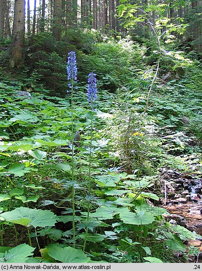 Delphinium elatum