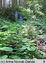 Delphinium elatum