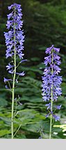 Delphinium elatum