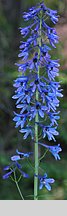 Delphinium elatum