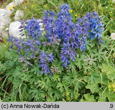 Delphinium oxysepalum (ostróżka tatrzańska)