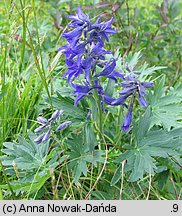 Delphinium oxysepalum (ostróżka tatrzańska)